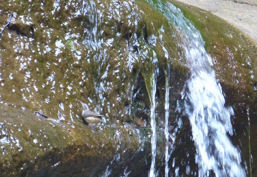 Louisiana Waterthrush